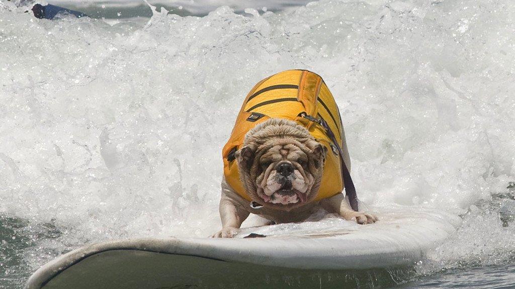 Hundesurfen in Kalifornien
