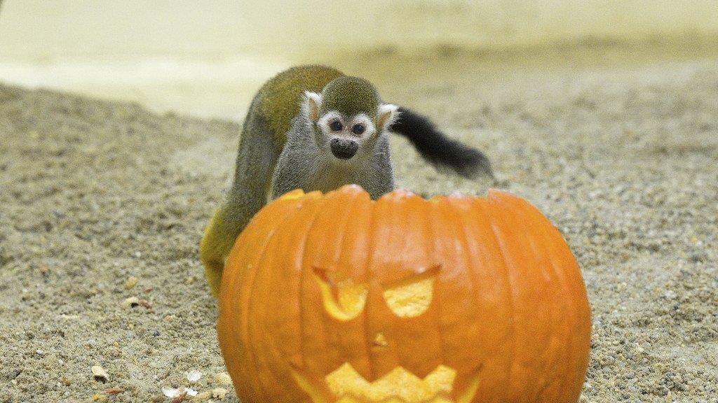 Totenkopfaffen in Schönbrunn zu Halloween