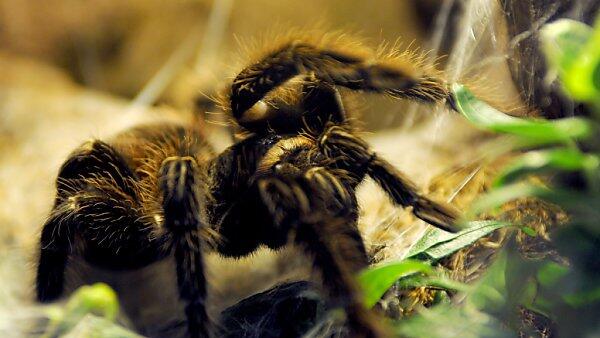 Die Spinne wurde dem Tierschutz übergeben