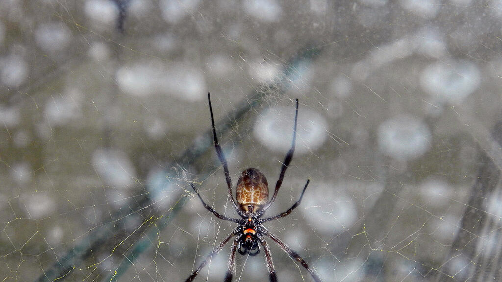 spinne.jpg