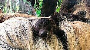 Faultier-Baby in Zoo Salzburg