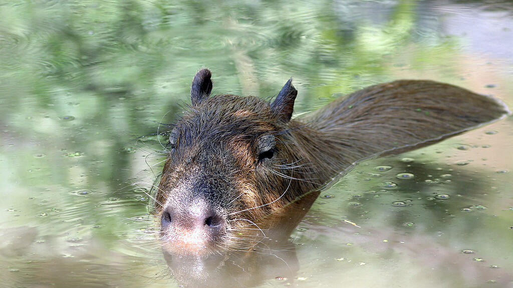 Tierische Abkühlung