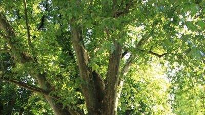 Picknick im Park