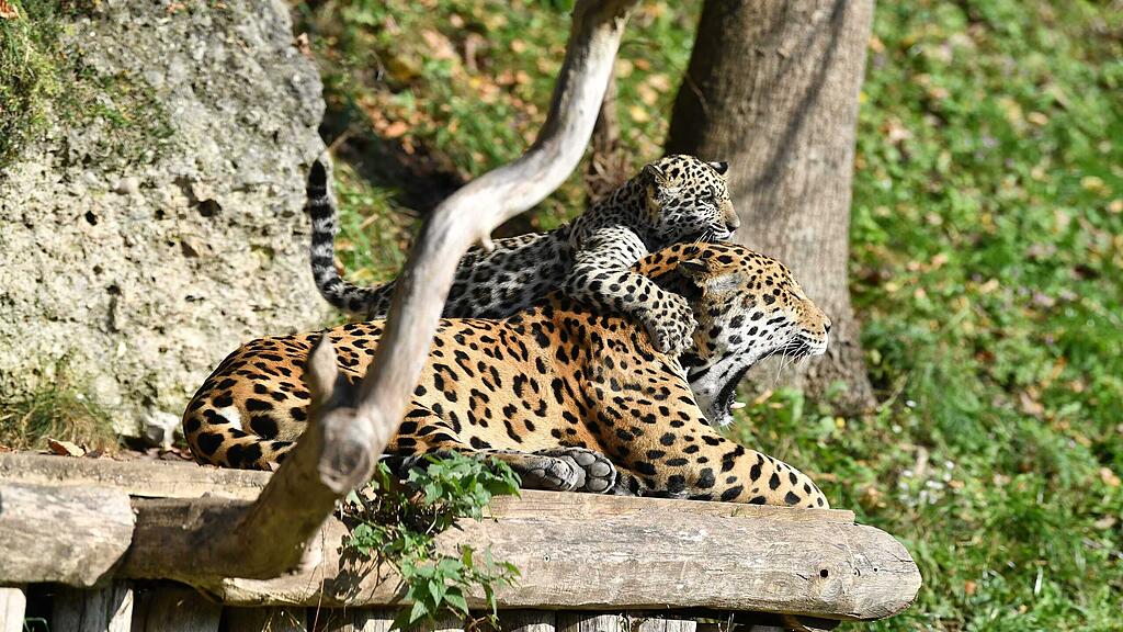 Jaguar-Familienausflug