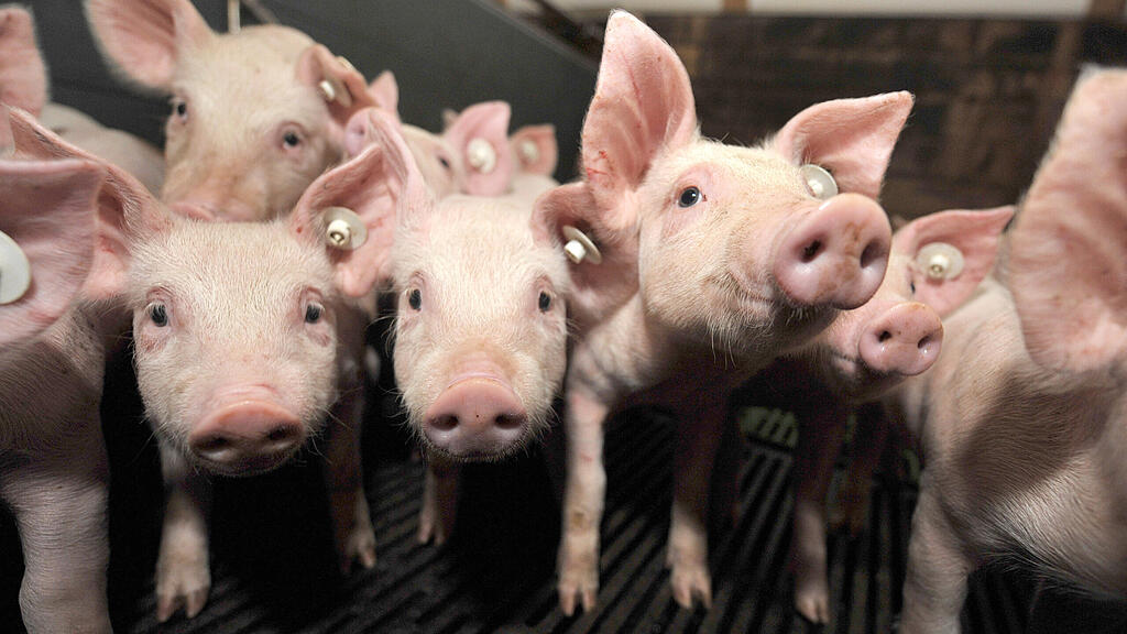 Schweinehaltung