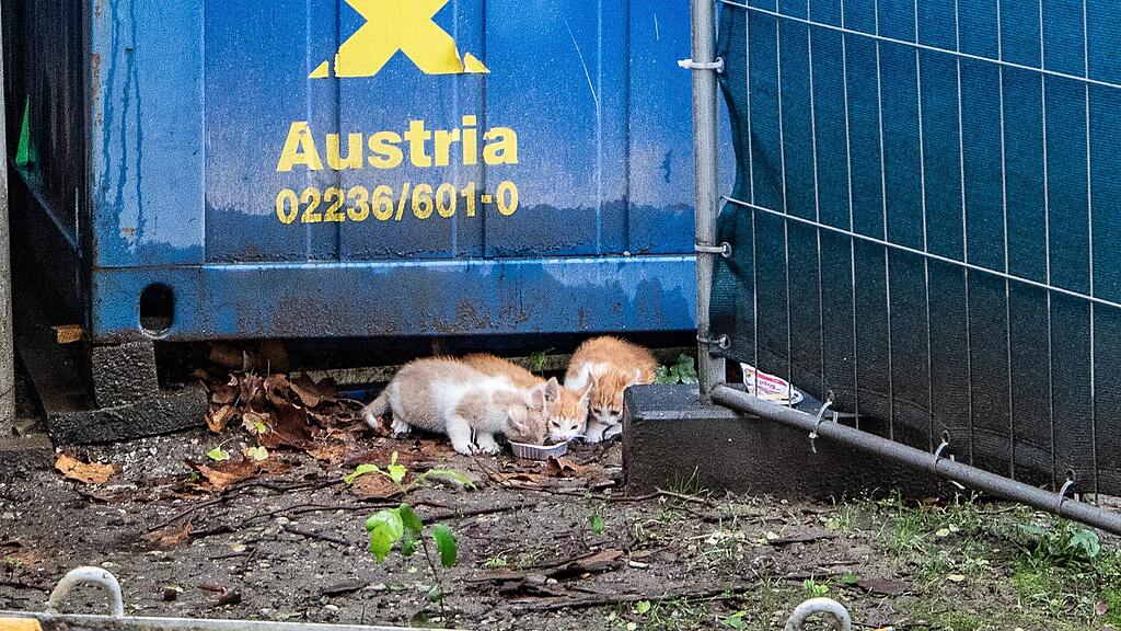 Katzenbabys auf der Parcelsus-Baustelle
