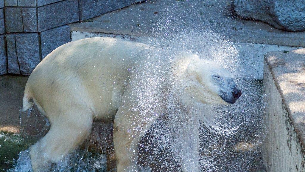 Die besten Tierbilder der Woche