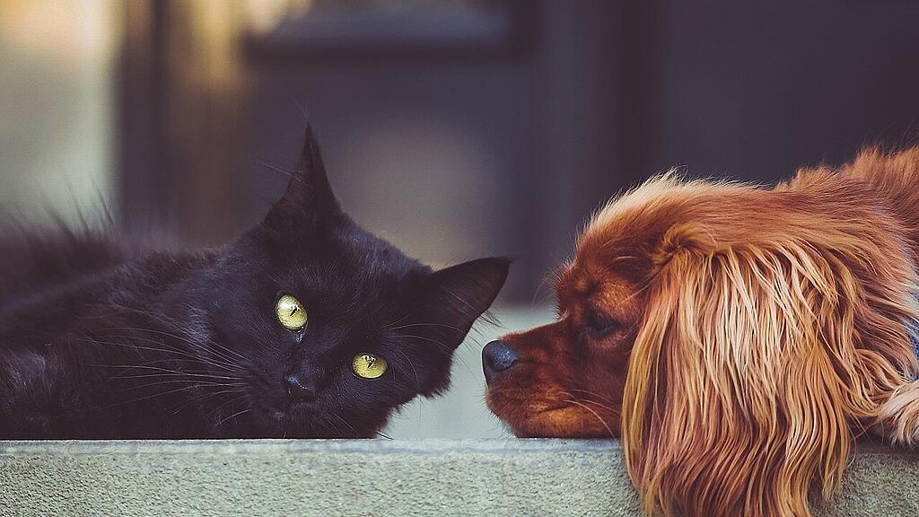 symb_katze, symb_hund