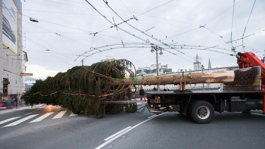 Salzburger Christbaum steht