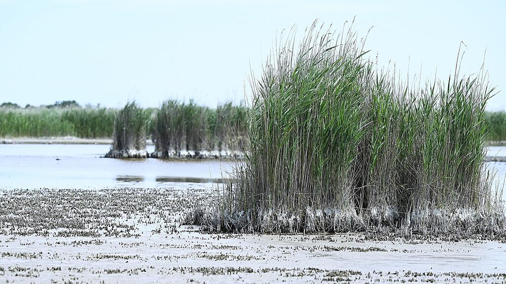 symb_NeusiedlerSee, Neusiedler See,