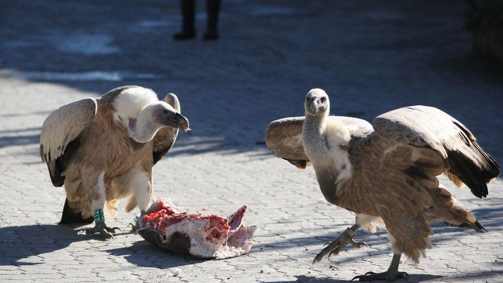 Gänsegeier in Salzburg