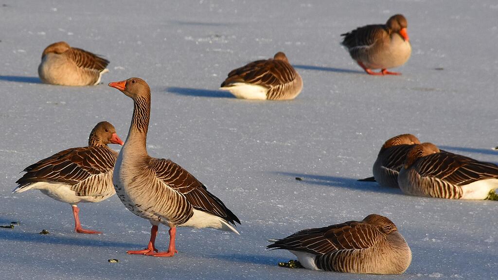ENTEN