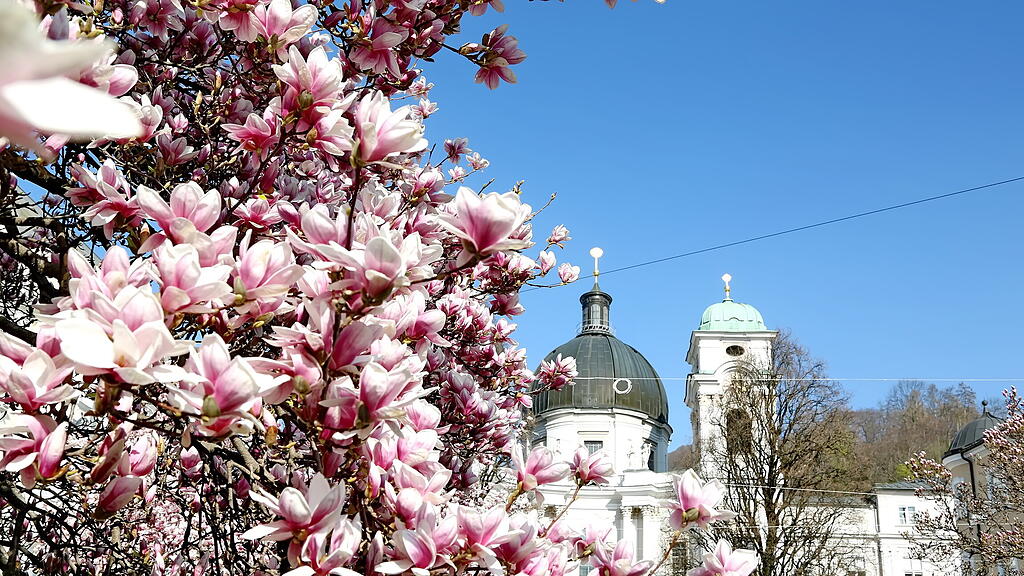 Blühende Magnolien in Salzburg