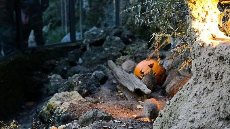 Halloween im Zoo