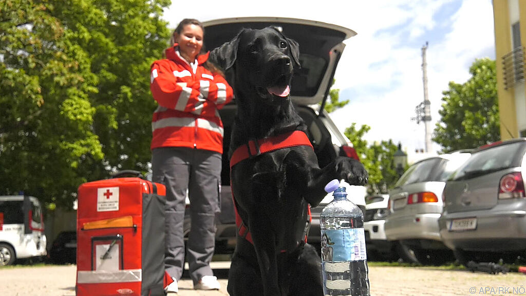 "Nala" kommt im Internet gut an