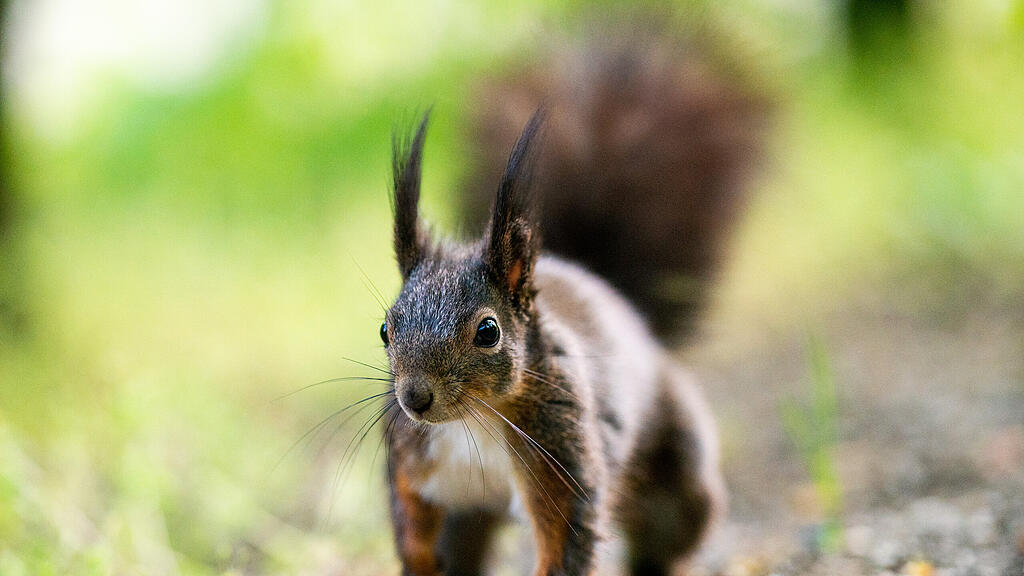 Eichhörnchen, SB
