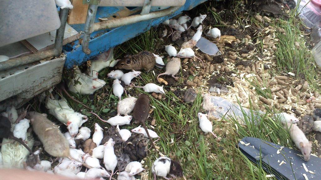 1.500 Tiere an Bord