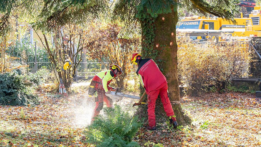 Christbaumernte in St. Jakob am Thurn