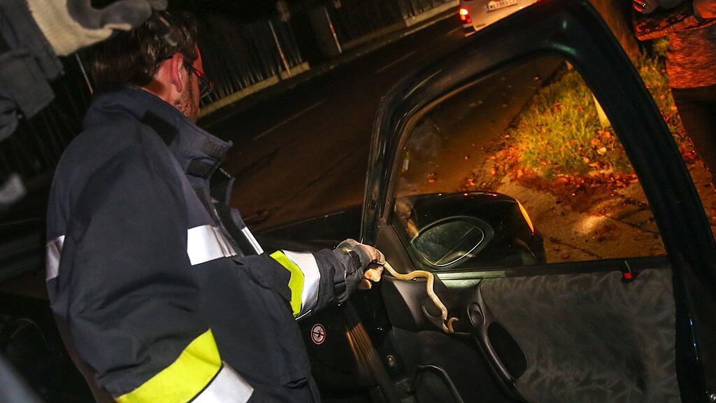 Ein Feuerwehrmann holte die Schlange aus dem Auto.