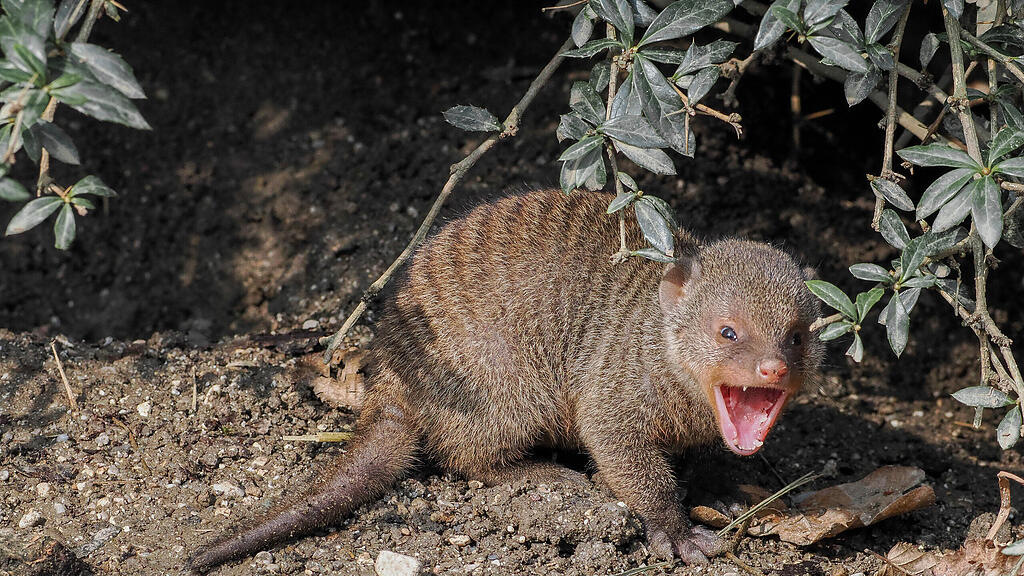 Zebramanguste_Jungtier_c_ZooSBG_Angelika Köppl  (2).jpg