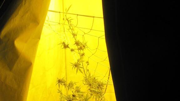 Cannabis-Aufzucht in St. Pantaleon