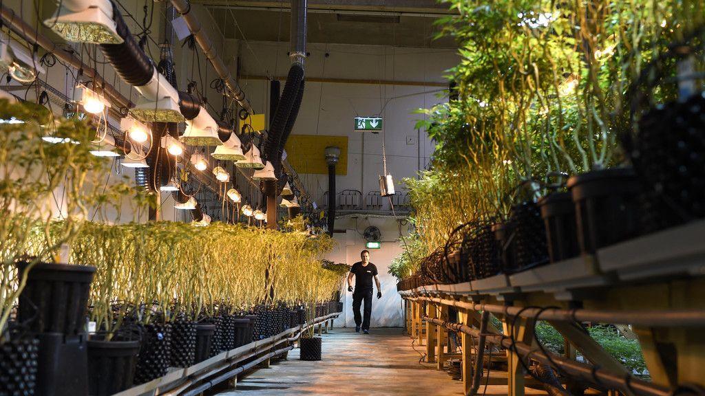 Cannabisaufzucht in Brunn am Gebrige