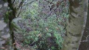 Böschungsbrand in Traunfall