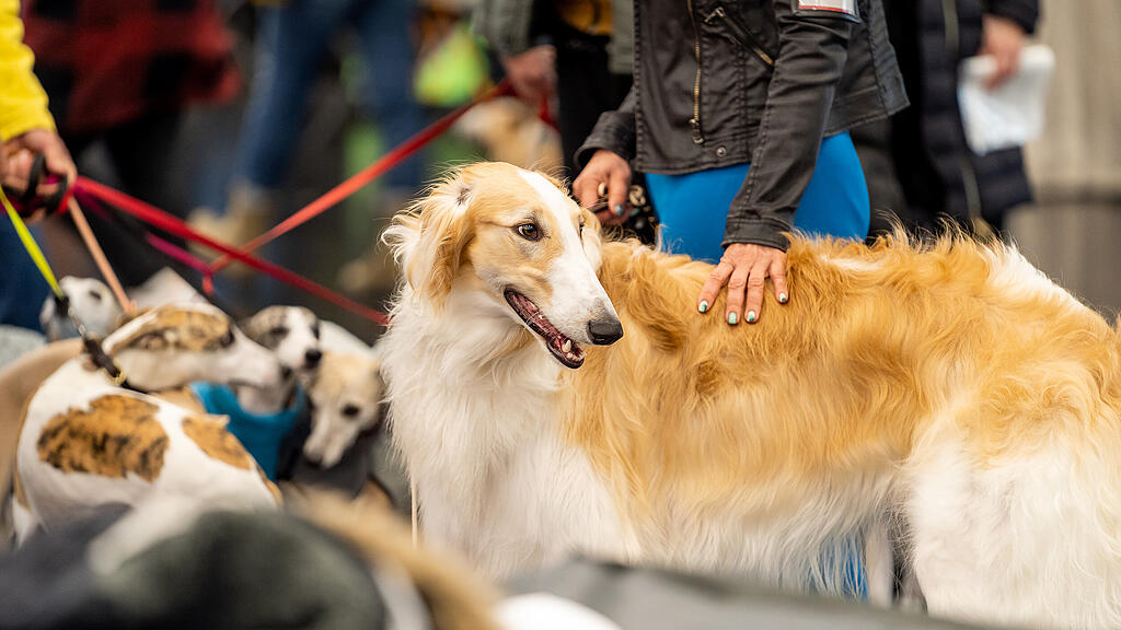 Internationale Hundeausstellung Salzburg 2022