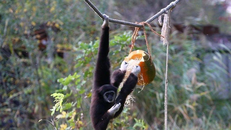 Halloween im Zoo