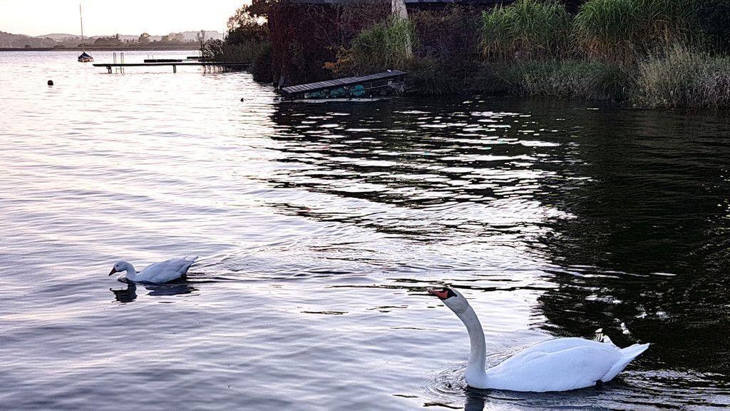 Tierisches Date am Wallersee