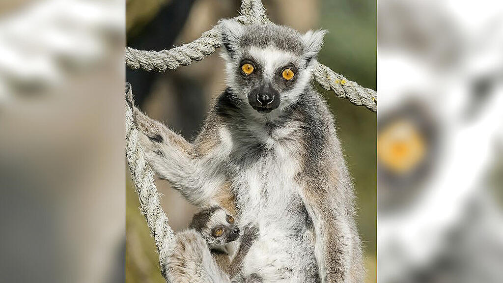 Kattas_Schönbrunn