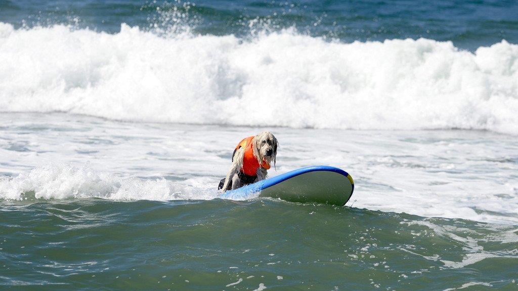 Hundesurfen in Kalifornien
