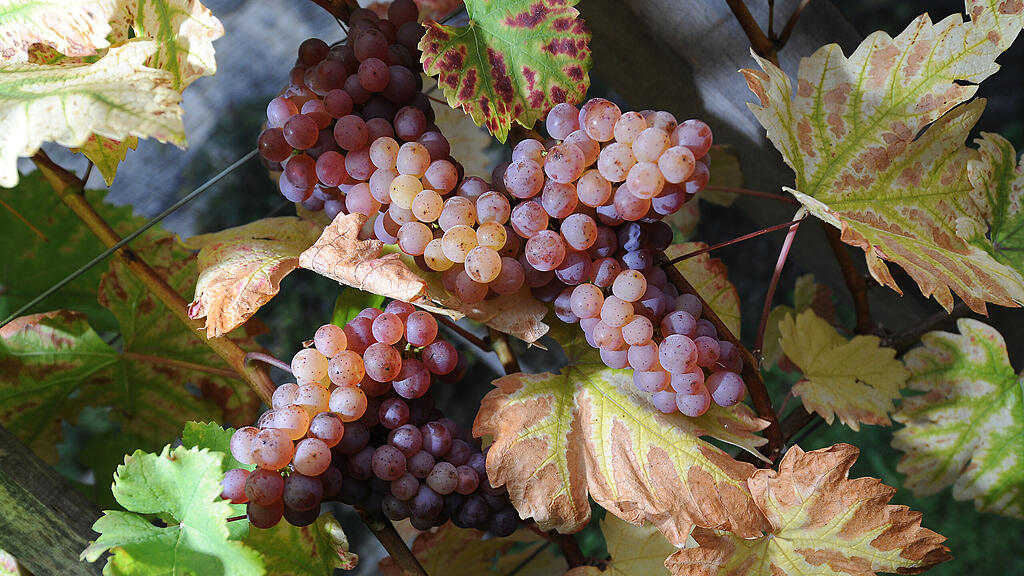 Dieser Wein muss von einer besonderen Rebe gekommen sein. (Symbolbild)
