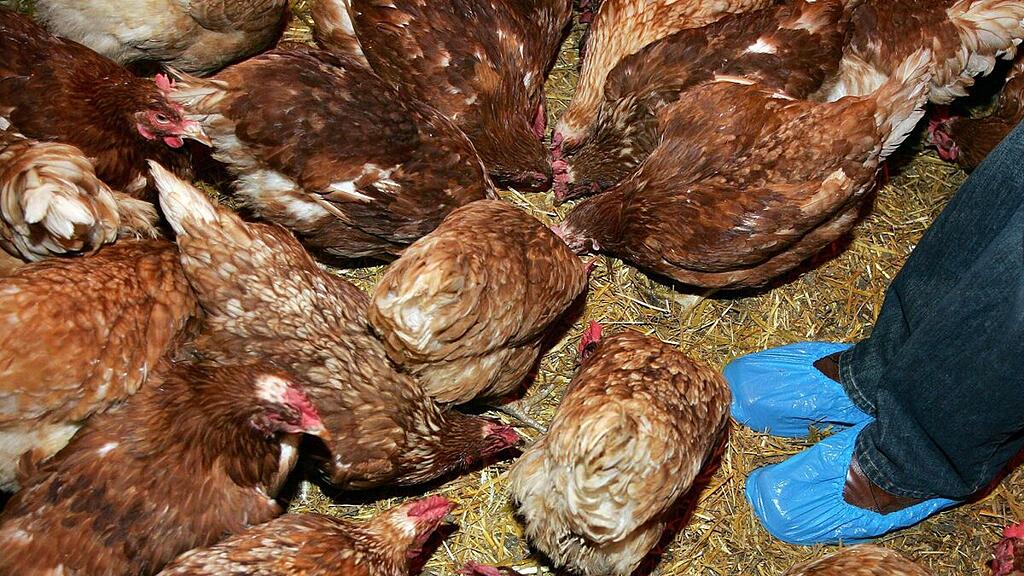 Sperrzonen im Bezirk Amstetten eingerichtet