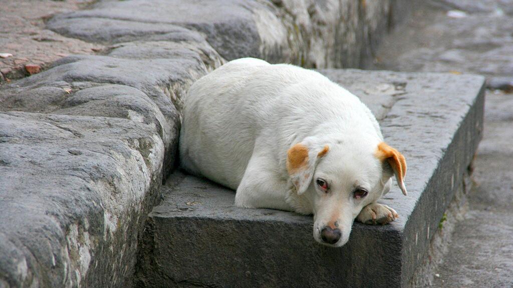 Viele Tiere erleben den Jahreswechsel völlig verängstigt.