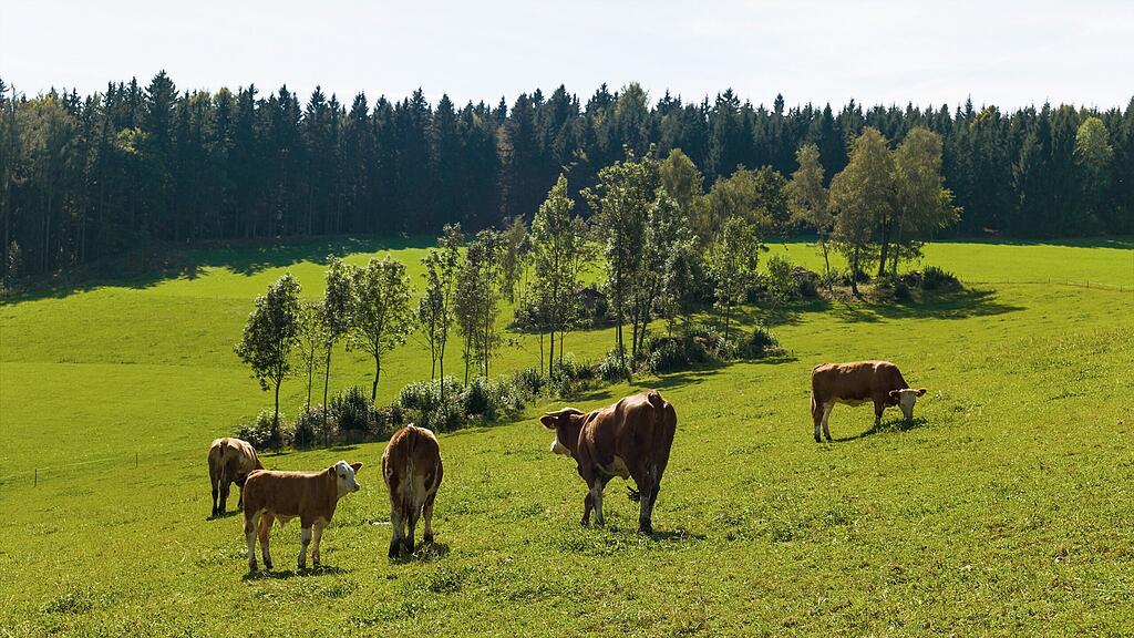 Die Rinder stürzten in in Hippach im Zillertal ab.