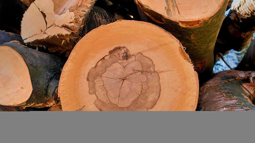 Baum, Forst, wald