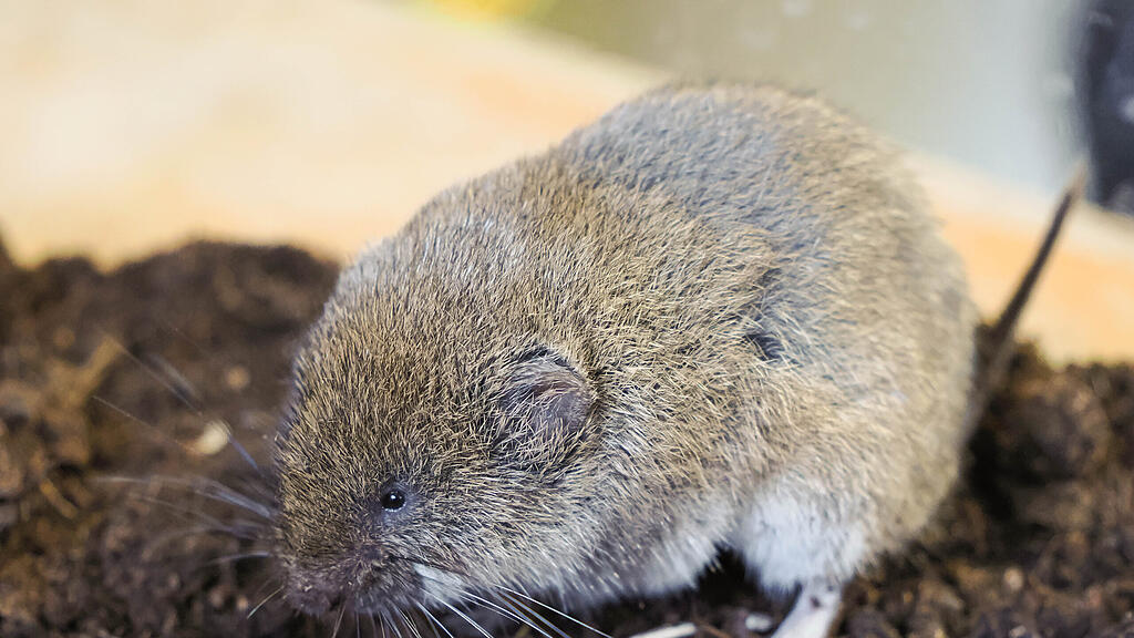 Bayerische Kurzohrmaus_c_ZooSBG_Angelika Köppl (1).jpg