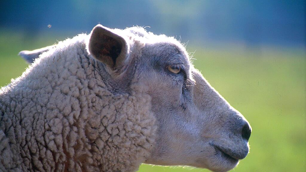 Aufregung um ein Schaf in Kaprun.