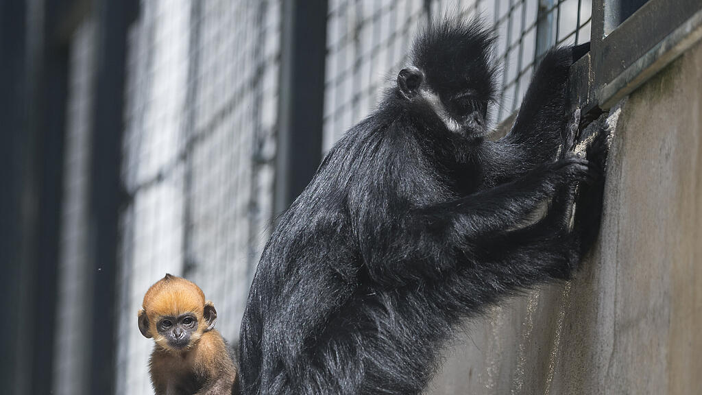 Affe Frankreich