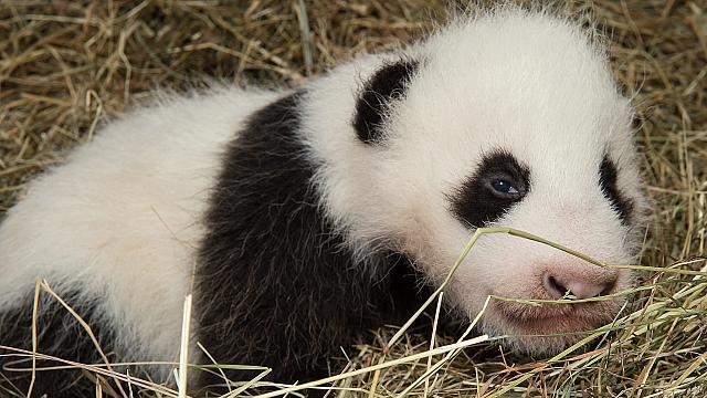 Neue Bilder vom Panda-Baby in Schönbrunn