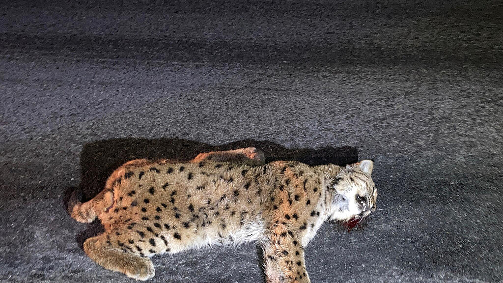 Toter Luchs