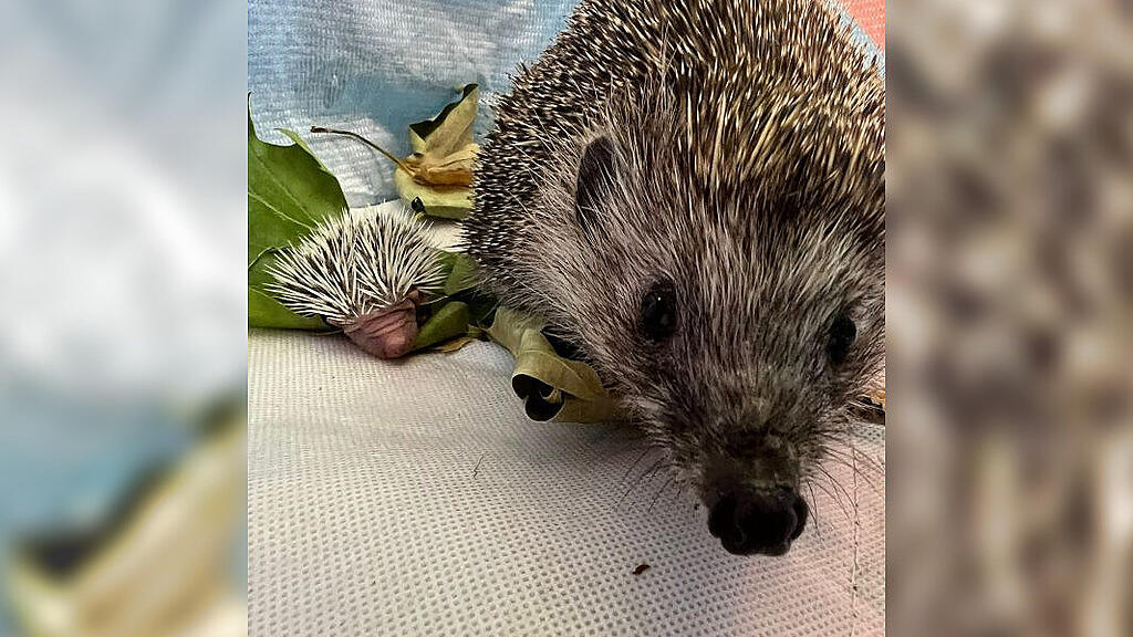 Igel Mähroboter