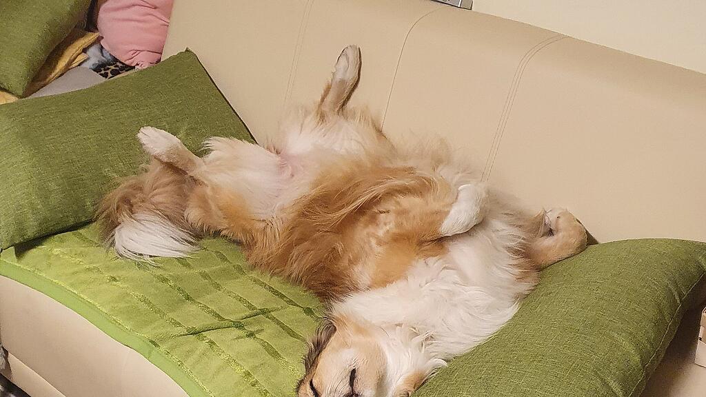Welthundetag
