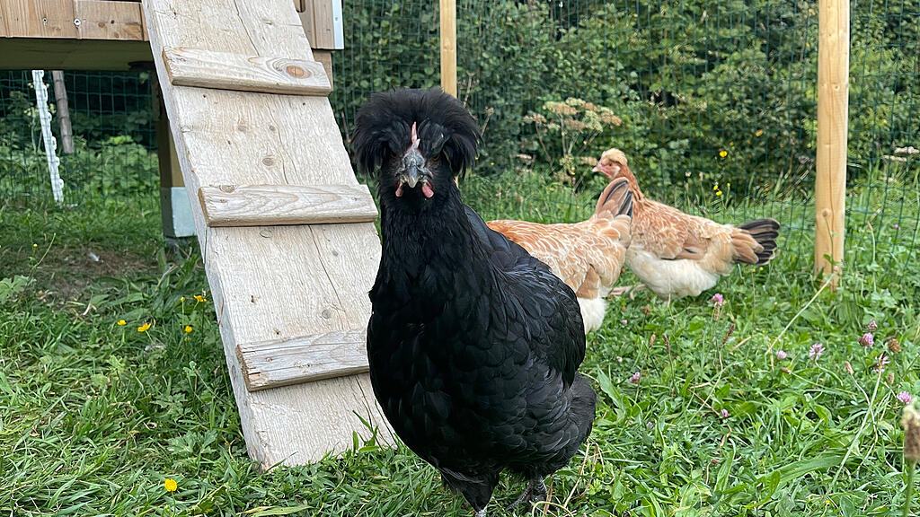 Chicken