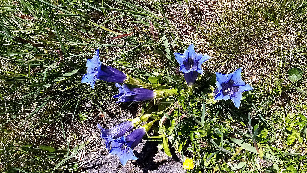 alpenblumen