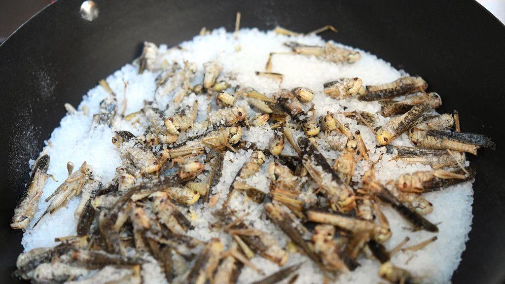 Insekten am Speiseplan