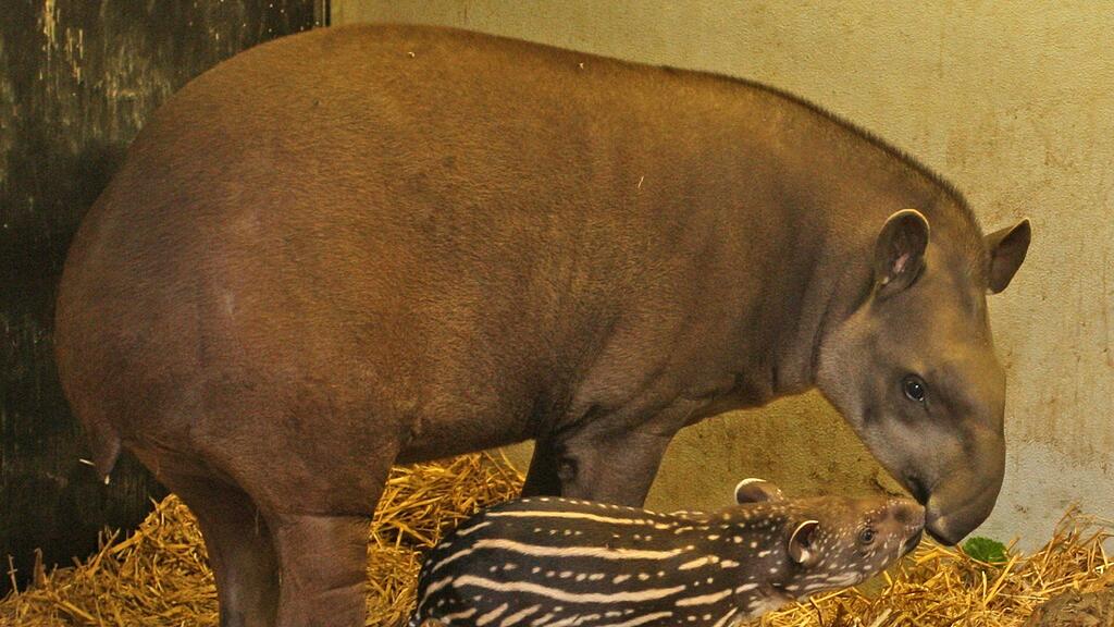Der kleine Tapir mit seiner Mutter Bibi.