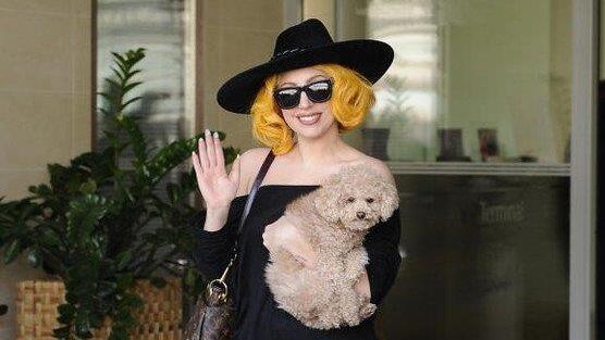 Lady Gaga und Hund: Ankunft in Wien