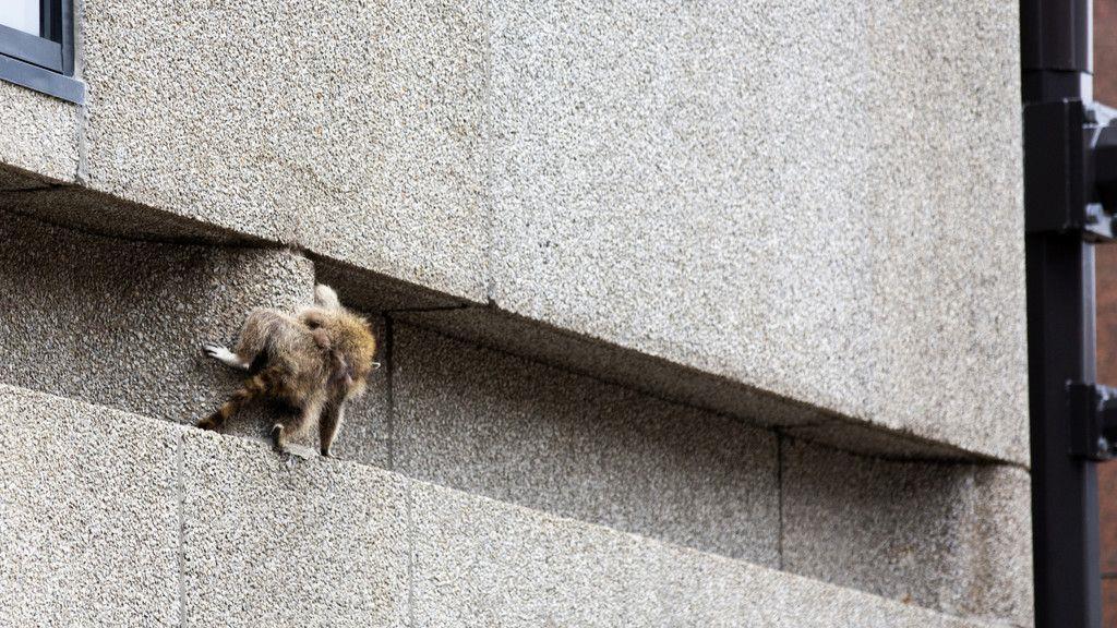 Waschbär zeigt Kletterkünste